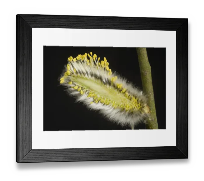 Framed Print : Goat or pussy willow, Salix caprea, section through a male catkin showing its structure Framed Print : Goat or pussy willow, Salix caprea, section through a male catkin showing its structure
