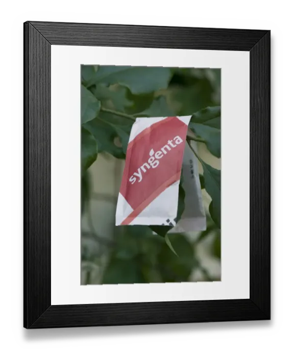 Framed Print : A red V shape packet of Amblyseius andersoni mite predators on conservatory plant to control pest mites Framed Print : A red V shape packet of Amblyseius andersoni mite predators on conservatory plant to control pest mites