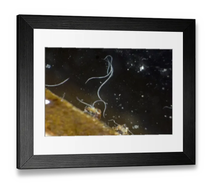 Framed Print : Foliar nematode, Aphelenchoides spp, coming from an Anemone leaf immersed in dilute detergent Framed Print : Foliar nematode, Aphelenchoides spp, coming from an Anemone leaf immersed in dilute detergent