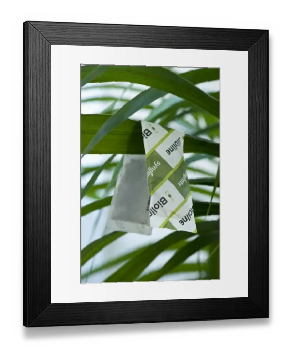 Framed Print : A green V shape packet of Amblyseius cucumeris mite predators on conservatory plant to control pest mites Framed Print : A green V shape packet of Amblyseius cucumeris mite predators on conservatory plant to control pest mites