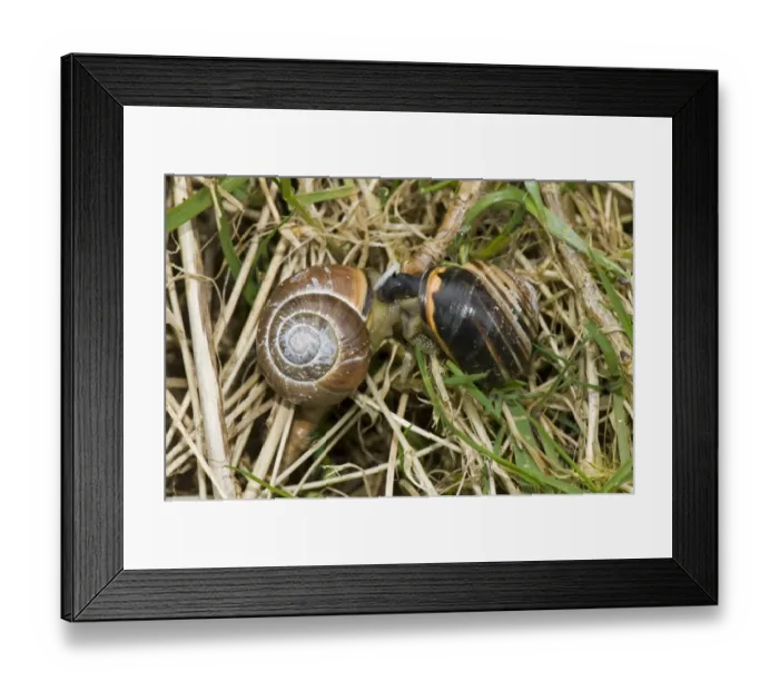 Framed Print : Mating pair of dark-lipped banded snails, Cepaea nemoralis, on a damp April morning Framed Print : Mating pair of dark-lipped banded snails, Cepaea nemoralis, on a damp April morning