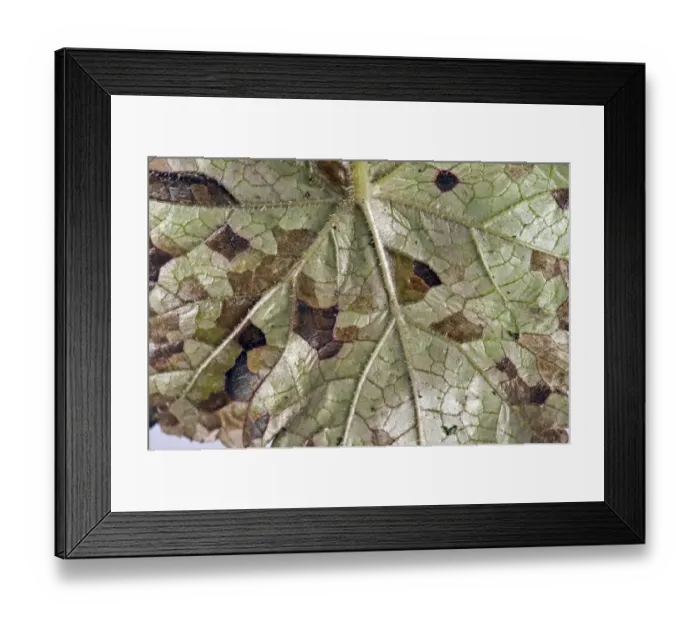 Framed Print : Foliar nematode, Aphelenchoides spp, angular leaf spotting on an ornamental anemone plant leaf underside