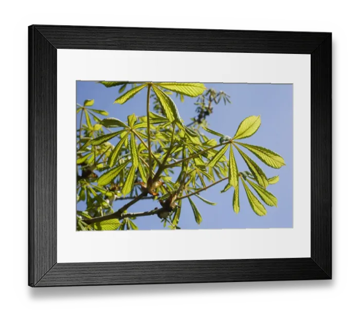 Framed Print : Young leaves on a horse chestnut, Aesculus hippocastanum, tree against blue sky in spring Framed Print : Young leaves on a horse chestnut, Aesculus hippocastanum, tree against blue sky in spring