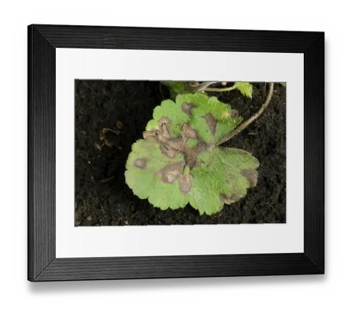 Framed Print : Foliar nematode, Aphelenchoides spp, angular leaf spotting on an ornamental anemone plant leaves