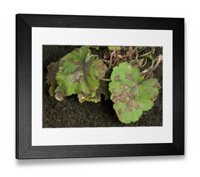Framed Print : Foliar nematode, Aphelenchoides spp, angular leaf spotting on an ornamental anemone plant leaves