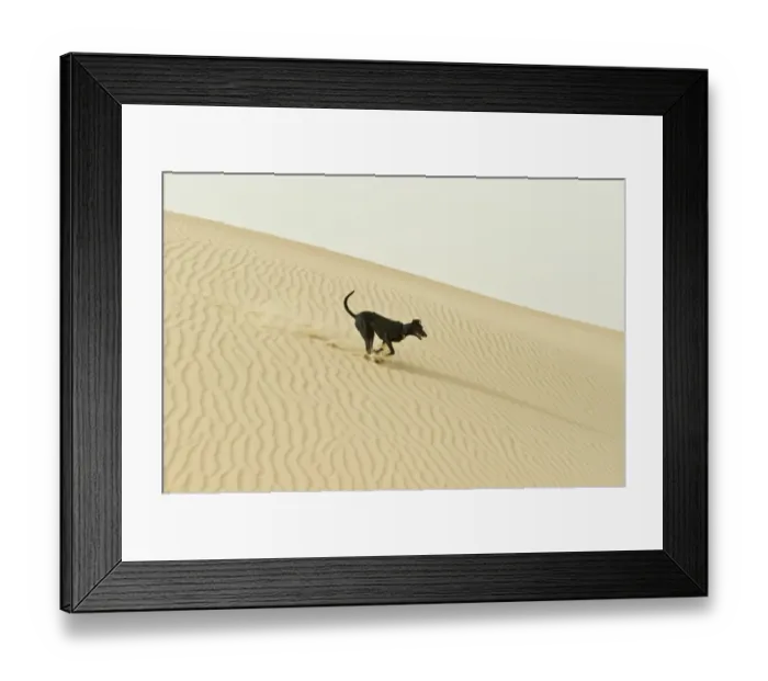 Framed Print : Domestic Dog, mongel (Saluki crossbreed), typical desert dog adult, running on sand dunes in desert, Abu Dhabi Framed Print : Domestic Dog, mongel (Saluki crossbreed), typical desert dog adult, running on sand dunes in desert, Abu Dhabi