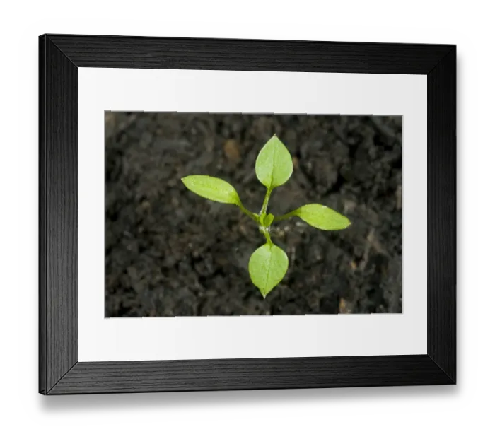 Framed Print : Seedling cotyledons and first true leaves forming of chickweed, Stellaria media, an annual agricultural and garden weed Framed Print : Seedling cotyledons and first true leaves forming of chickweed, Stellaria media, an annual agricultural and garden weed