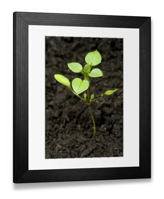 Framed Print : Seedling developing into a young plant of chickweed, Stellaria media, an annual agricultural and garden weed