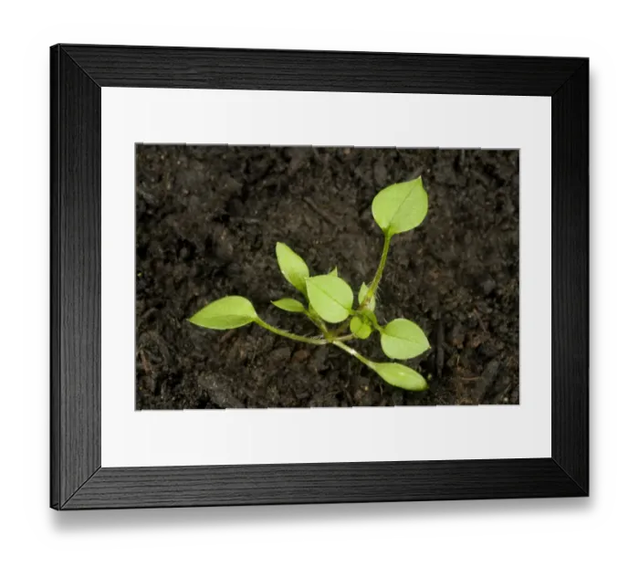 Framed Print : Seedling developing into a young plant of chickweed, Stellaria media, an annual agricultural and garden weed Framed Print : Seedling developing into a young plant of chickweed, Stellaria media, an annual agricultural and garden weed