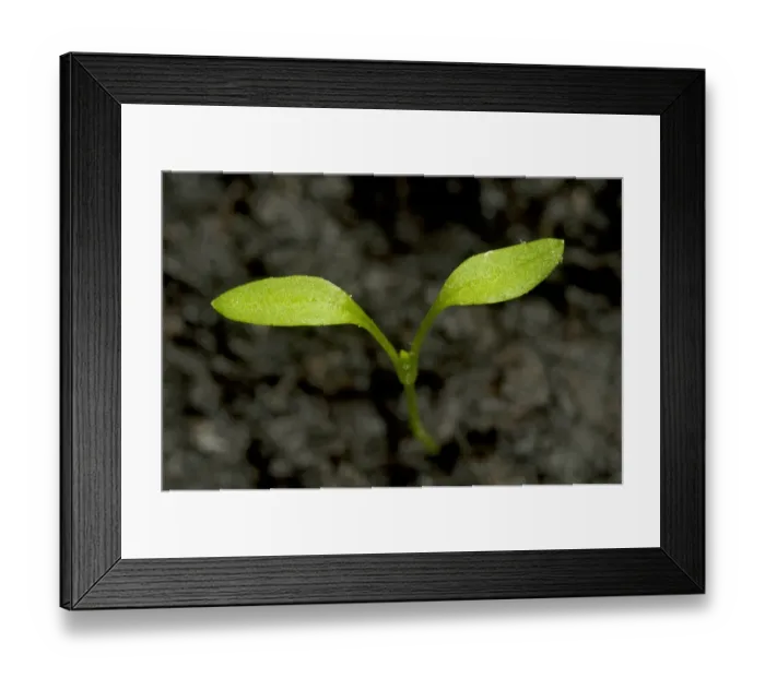 Framed Print : Seedling cotyledons of chickweed, Stellaria media, an annual agricultural and garden weed Framed Print : Seedling cotyledons of chickweed, Stellaria media, an annual agricultural and garden weed
