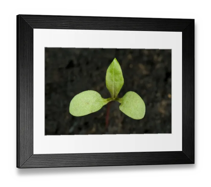 Framed Print : Redshank, Polygonum maculosa, seedling cotyledons with first true leaf Framed Print : Redshank, Polygonum maculosa, seedling cotyledons with first true leaf