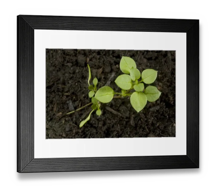 Framed Print : Seedling developing into a young plant of chickweed, Stellaria media, an annual agricultural and garden weed Framed Print : Seedling developing into a young plant of chickweed, Stellaria media, an annual agricultural and garden weed