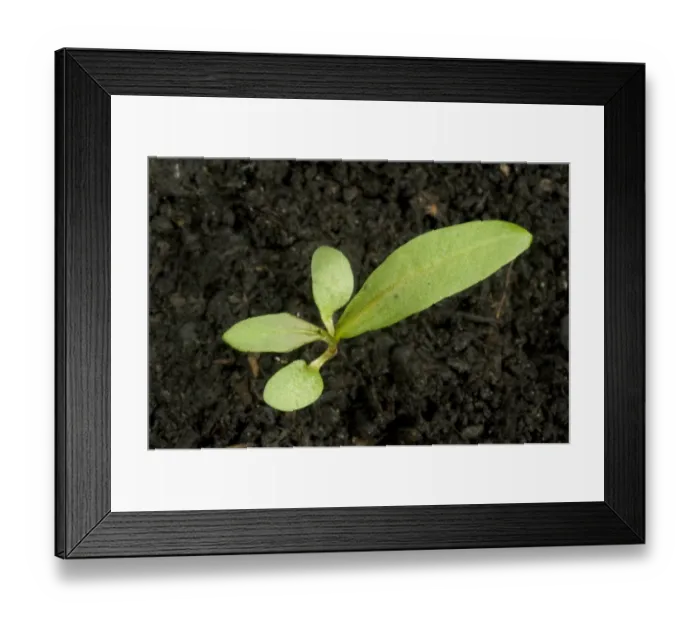 Framed Print : Redshank, Polygonum maculosa, seedling cotyledons with first true leaf Framed Print : Redshank, Polygonum maculosa, seedling cotyledons with first true leaf