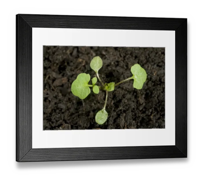 Framed Print : Hairy bittercress, Cardamine hirsuta, seedling with two early true leaves and cotyledons Framed Print : Hairy bittercress, Cardamine hirsuta, seedling with two early true leaves and cotyledons