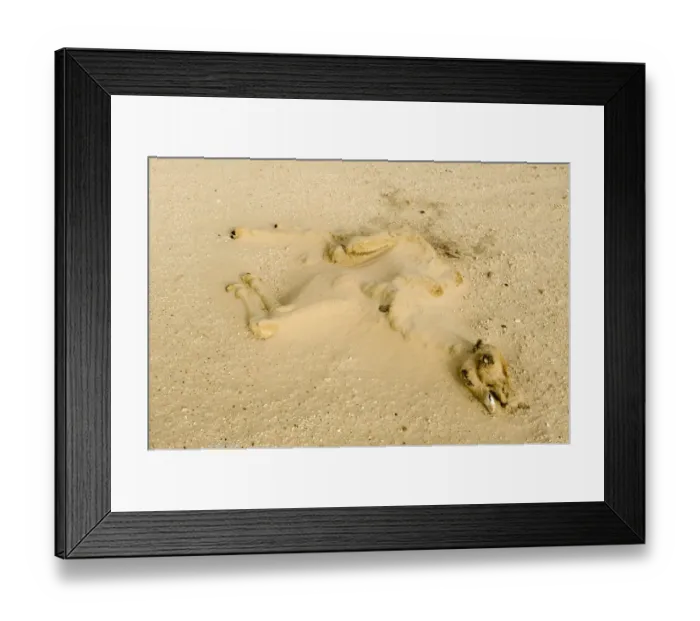Framed Print : dry long dead dromedary camel calf carcass half buried by sand in the desert, Abu Dhabi, United Arab Emirates, April Framed Print : dry long dead dromedary camel calf carcass half buried by sand in the desert, Abu Dhabi, United Arab Emirates, April