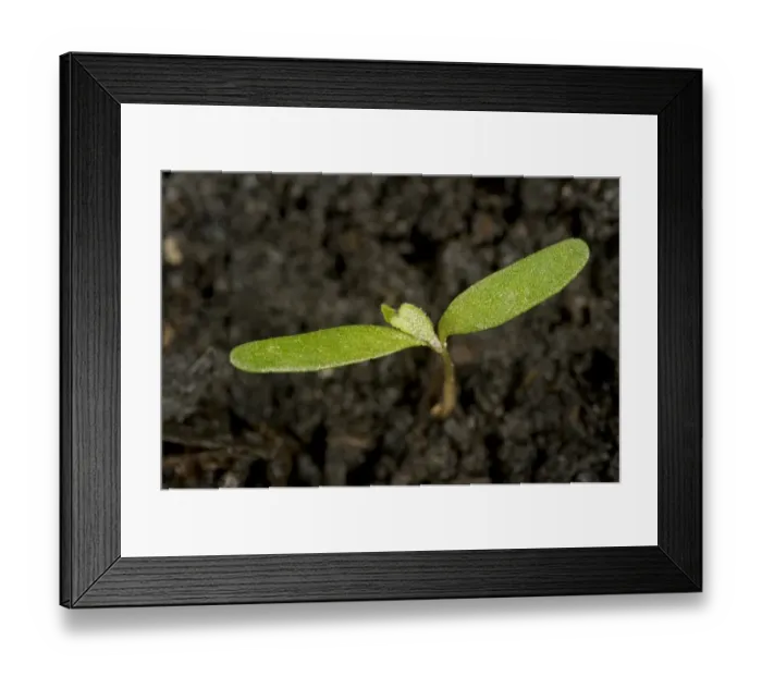 Framed Print : Fat hen, Chenopodium album, seedling cotyledons of arable annual weed Framed Print : Fat hen, Chenopodium album, seedling cotyledons of arable annual weed
