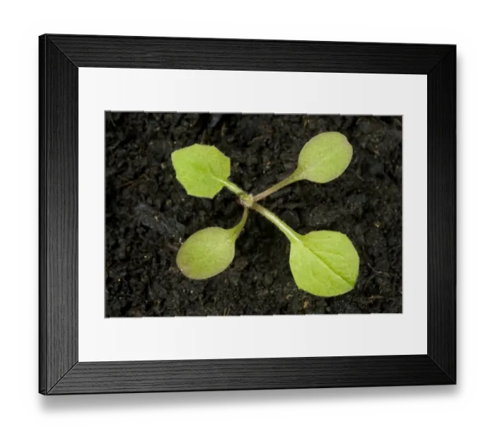 Framed Print : Nipplewort, Lapsana communis, seedling with one true leaf Framed Print : Nipplewort, Lapsana communis, seedling with one true leaf