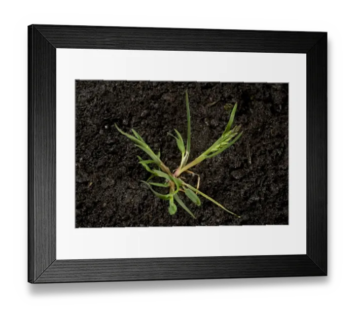 Framed Print : Annual meadow-grass, Poa annua, with tillers and flower bud, a prostrate annual garden and agriculture weed Framed Print : Annual meadow-grass, Poa annua, with tillers and flower bud, a prostrate annual garden and agriculture weed