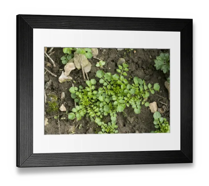 Framed Print : Young plants of hairy bittercress, Cardamine hirsuta, on soil