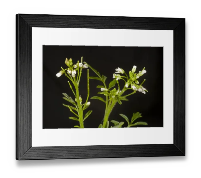Framed Print : Flowers of hairy bittercress, Cardamine hirsuta Framed Print : Flowers of hairy bittercress, Cardamine hirsuta