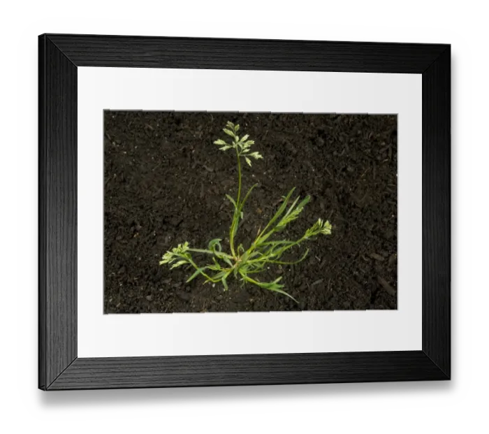 Framed Print : Annual meadow-grass, Poa annua, with tillers and flower on annual garden and agriculture weed Framed Print : Annual meadow-grass, Poa annua, with tillers and flower on annual garden and agriculture weed