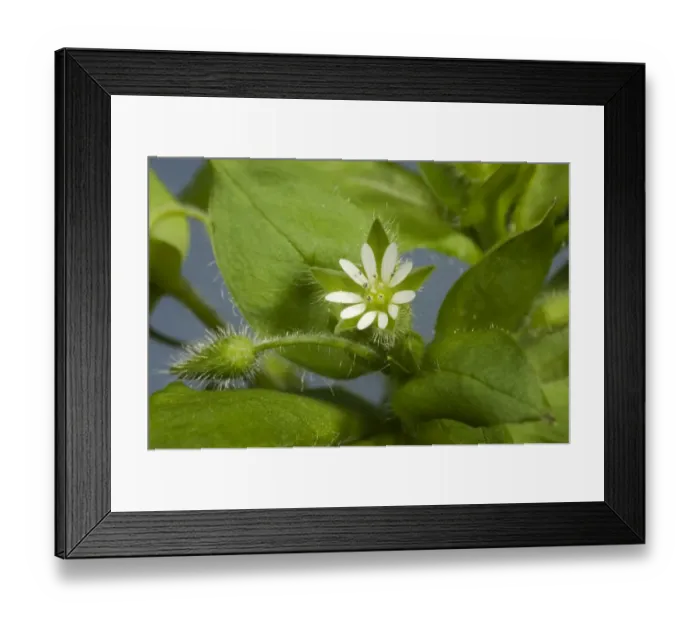 Framed Print : Chickweed, Stellaria media, flowers and leaves of an annual agricultural and garden weed Framed Print : Chickweed, Stellaria media, flowers and leaves of an annual agricultural and garden weed