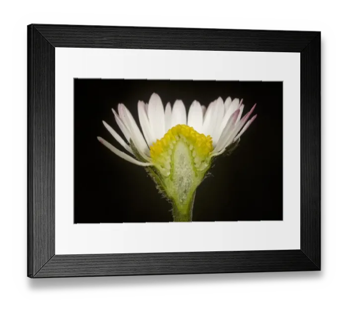Framed Print : Cut section of a daisy, Bellis perennis, showing ray and disc florets of a Compositae flower Framed Print : Cut section of a daisy, Bellis perennis, showing ray and disc florets of a Compositae flower