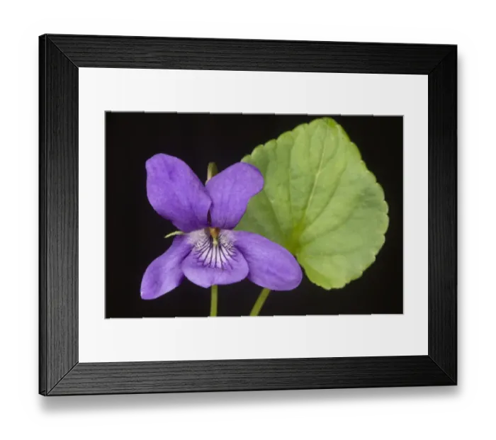Framed Print : Early dog violet, Viola reichenbachiana, flower and leaf Framed Print : Early dog violet, Viola reichenbachiana, flower and leaf