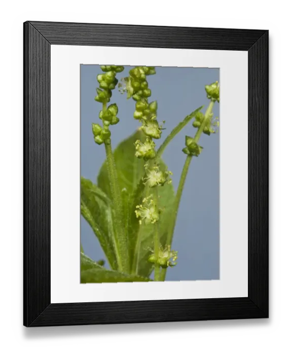 Framed Print : Flowers of dogs mercury, Mercurialis perennis Framed Print : Flowers of dogs mercury, Mercurialis perennis