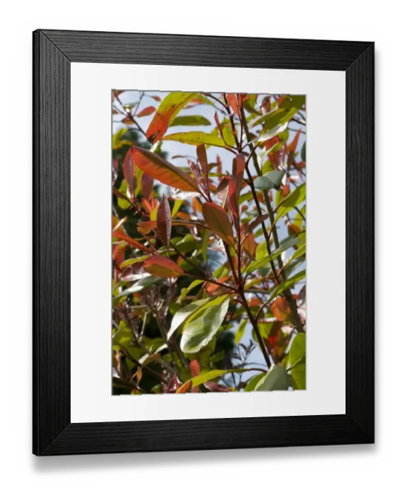 Framed Print : Young red leaves of Photonia Red Robin in spring, an ornamental garden foliage plant Framed Print : Young red leaves of Photonia Red Robin in spring, an ornamental garden foliage plant