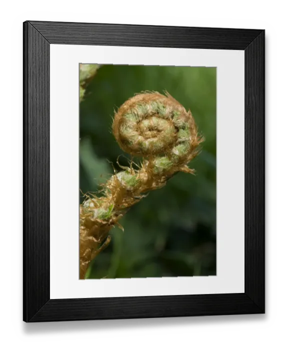 Framed Print : Frond on a male fern plant, Dryopteris filix-mas, unfurling in spring