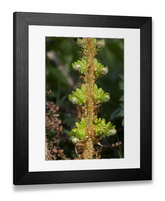 Framed Print : Bipinnate leaf on a male fern plant, Dryopteris filix-mas, unfurling in spring Framed Print : Bipinnate leaf on a male fern plant, Dryopteris filix-mas, unfurling in spring