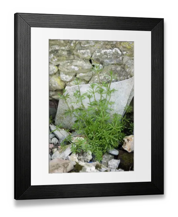 Framed Print : Cleavers, Galium aparine, growing among builders rubble and materials Framed Print : Cleavers, Galium aparine, growing among builders rubble and materials