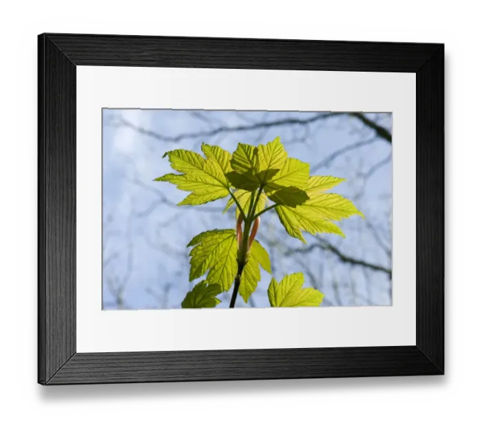 Framed Print : Young spring leaves backlit by sunlight on a small sycamore, Acer pseudoplatanus Framed Print : Young spring leaves backlit by sunlight on a small sycamore, Acer pseudoplatanus