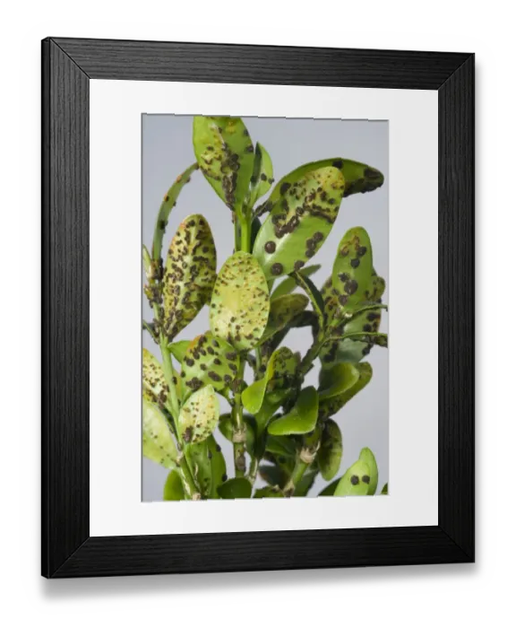 Framed Print : Box rust, Puccia buxi, pustules on the lower surface of a diseased parterre hedge leaves Framed Print : Box rust, Puccia buxi, pustules on the lower surface of a diseased parterre hedge leaves