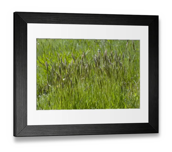 Framed Print : Sweet vernal grass, Anthoxanthum odoratum, flowering in a mixed grass meadow in spring Framed Print : Sweet vernal grass, Anthoxanthum odoratum, flowering in a mixed grass meadow in spring