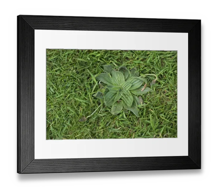 Framed Print : Hoary plantain, Plantago media, a weed in lawn grass Framed Print : Hoary plantain, Plantago media, a weed in lawn grass