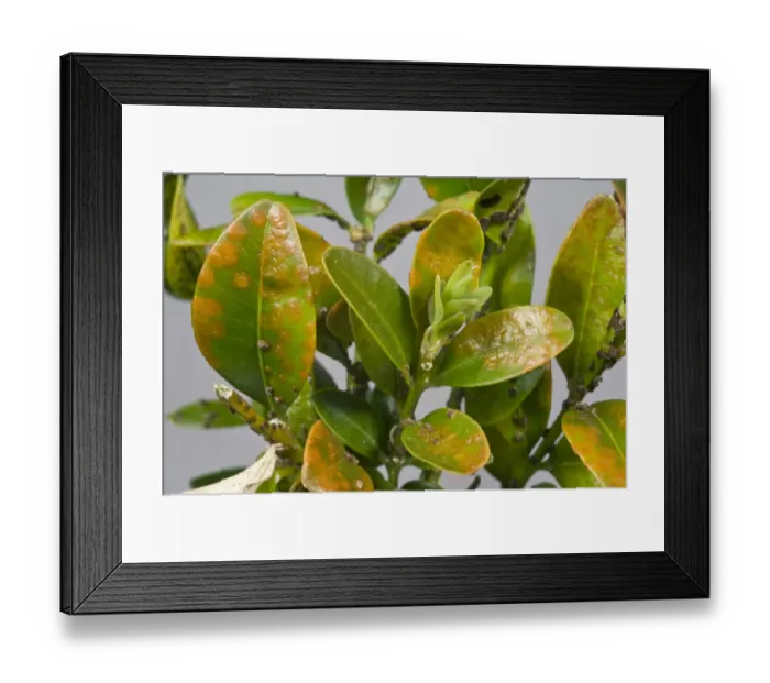 Framed Print : Box rust, Puccia buxi, pustules on the upper surface of a diseased parterre hedge leaves Framed Print : Box rust, Puccia buxi, pustules on the upper surface of a diseased parterre hedge leaves