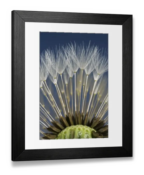 Framed Print : Parachutes or pappus of a dandelion, Taraxacum officinale, seedhead Framed Print : Parachutes or pappus of a dandelion, Taraxacum officinale, seedhead