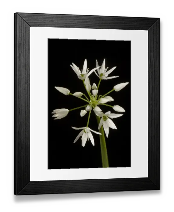 Framed Print : Wild garlic or ramsons, Allium ursinum, flower and white florets Framed Print : Wild garlic or ramsons, Allium ursinum, flower and white florets