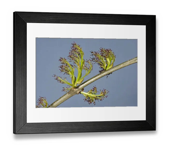 Framed Print : Flowers on ash, Fraxinus excelsior, wood in spring Framed Print : Flowers on ash, Fraxinus excelsior, wood in spring