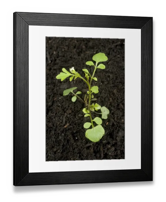 Framed Print : Young plant of hairy bittercress, Cardamine hirsuta, an annual garden weed