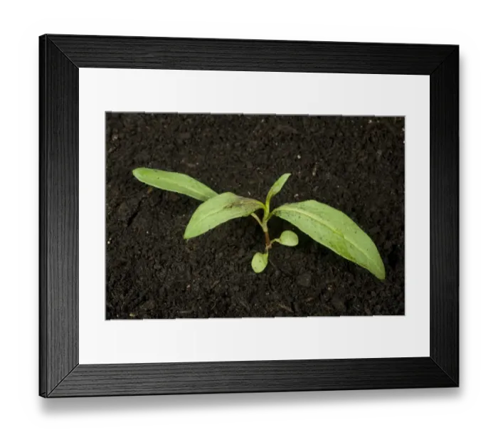 Framed Print : young redshank plant, Polygonum maculosa, an annual weed of arable agriculture and gardens Framed Print : young redshank plant, Polygonum maculosa, an annual weed of arable agriculture and gardens