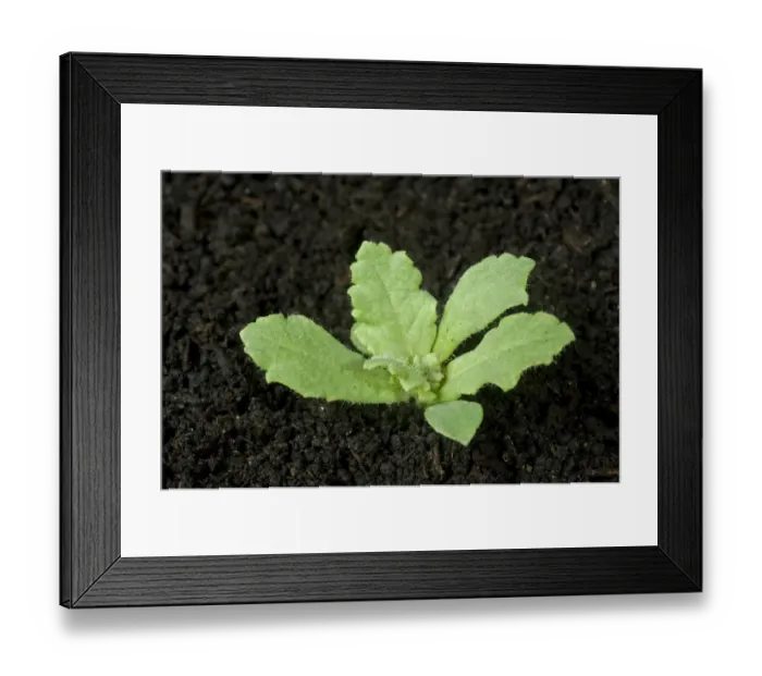 Framed Print : Seedling opium poppy, Papaver somniferum, a crop and naturalised ornamental plant Framed Print : Seedling opium poppy, Papaver somniferum, a crop and naturalised ornamental plant