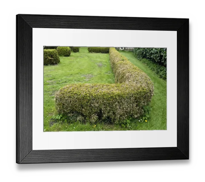 Framed Print : Box blight, Cylindrocladiumn buxicola, damage to Buxus sempervirens parterre hedge Framed Print : Box blight, Cylindrocladiumn buxicola, damage to Buxus sempervirens parterre hedge