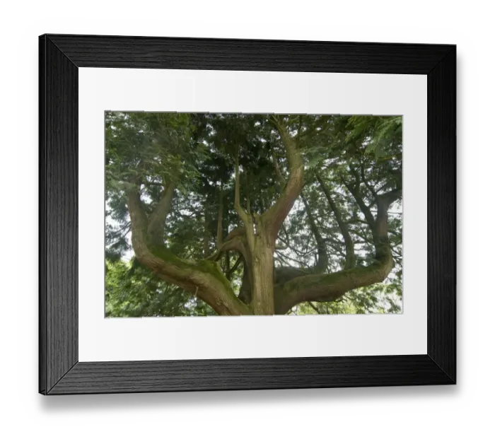 Framed Print : A western red cedar tree, Thuja plicata, grown to produce several upright main trunks, an attractive and majestic tree Framed Print : A western red cedar tree, Thuja plicata, grown to produce several upright main trunks, an attractive and majestic tree