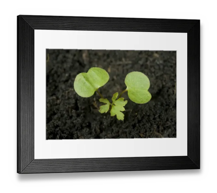 Framed Print : A seedling plant of herb robert, Geranium robertianum, an annual plant of waste ground with cotyledons