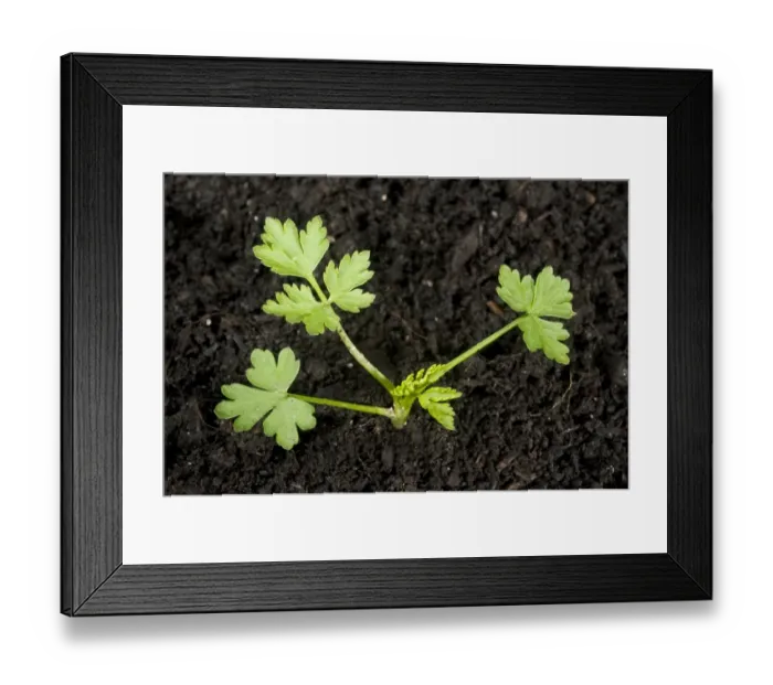 Framed Print : Young plant of fools parsley, Aethusa cynapium, an annual arable and garden weed Framed Print : Young plant of fools parsley, Aethusa cynapium, an annual arable and garden weed