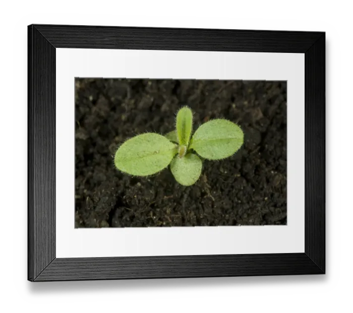 Framed Print : A seedling of forget-me-not, Myosotis, arvensis, an annual arable and garden weed Framed Print : A seedling of forget-me-not, Myosotis, arvensis, an annual arable and garden weed