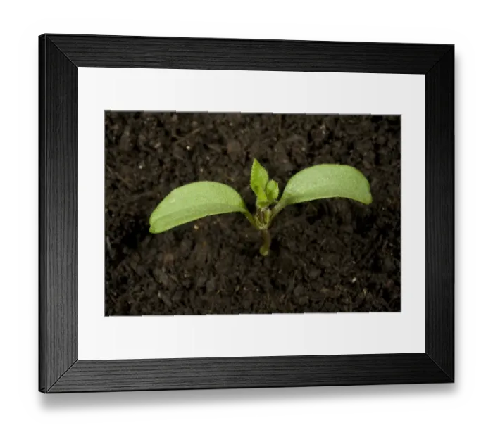 Framed Print : Seedling cleavers or goosegrass, Galiu aparine, annual arable and garden weed with cotyledons Framed Print : Seedling cleavers or goosegrass, Galiu aparine, annual arable and garden weed with cotyledons